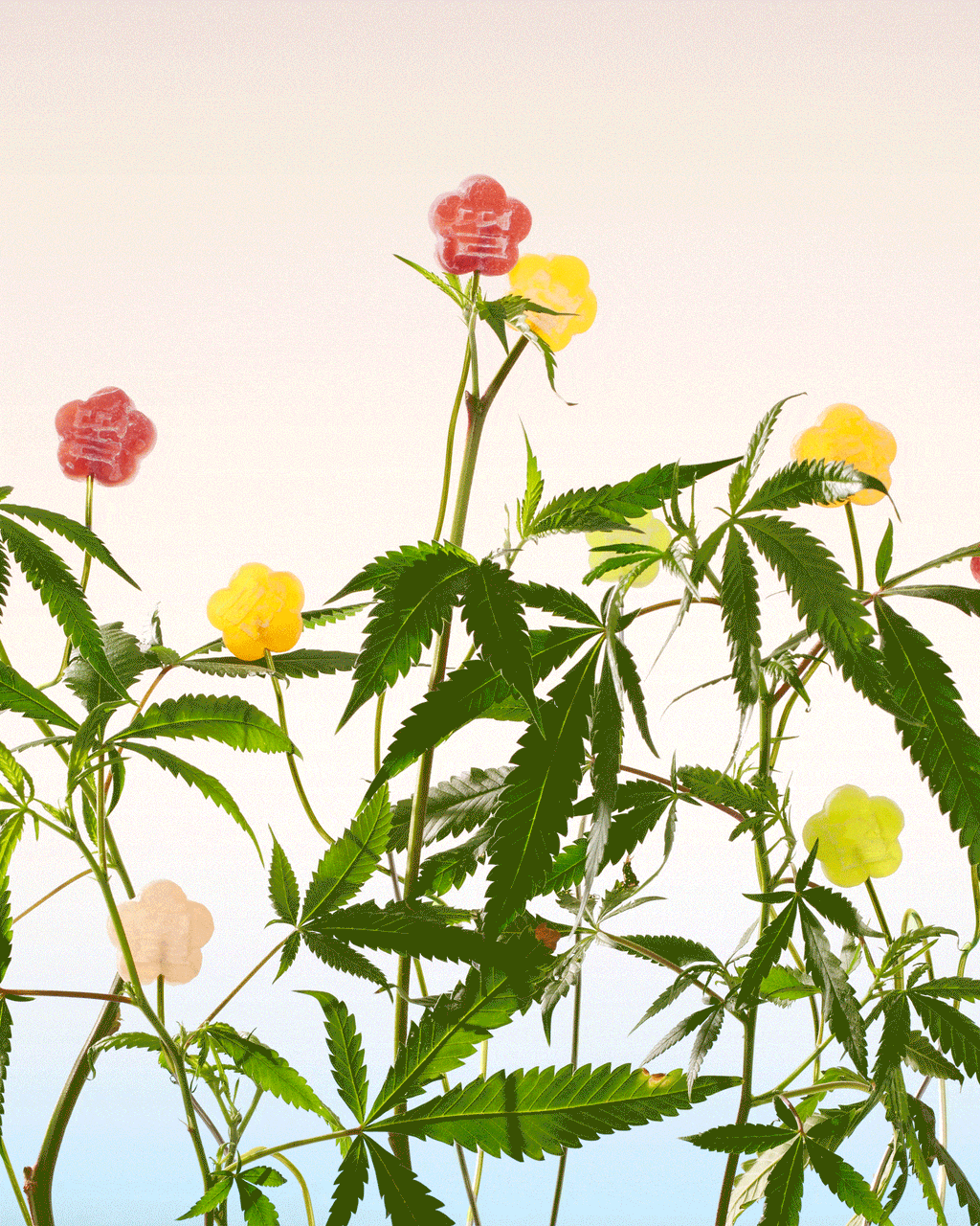flowers and mochi gummies attached to the top of the stems waiving in motion left to right