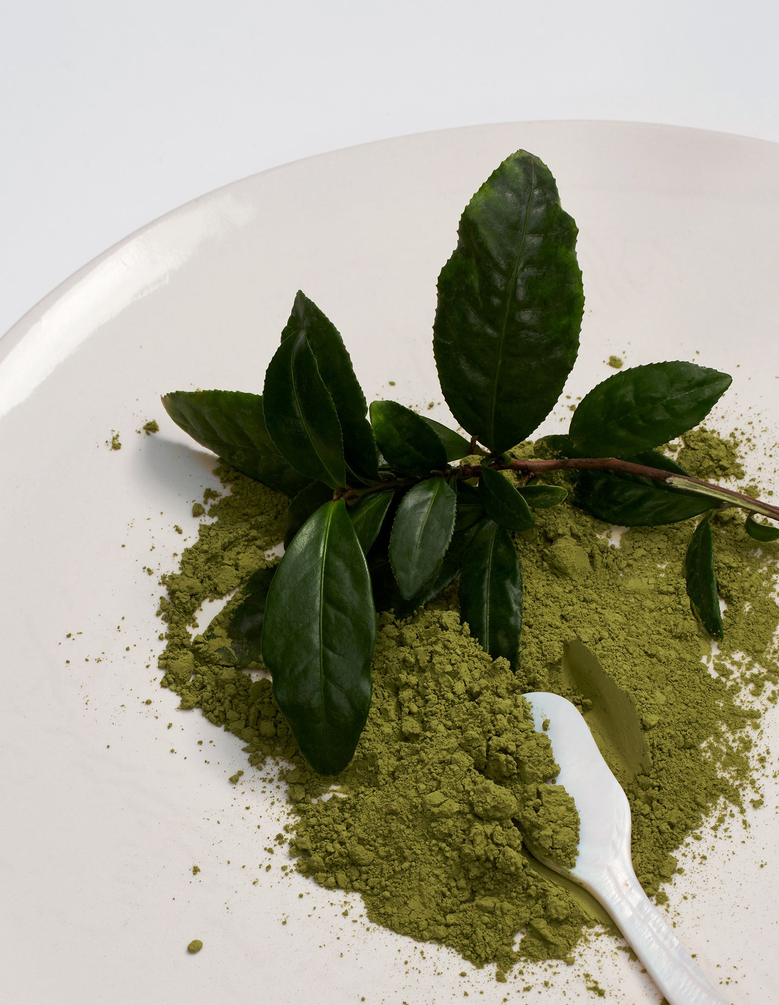 A close-up image of matcha powder with a matcha leaf plant on top of a white plate on a white surface. 