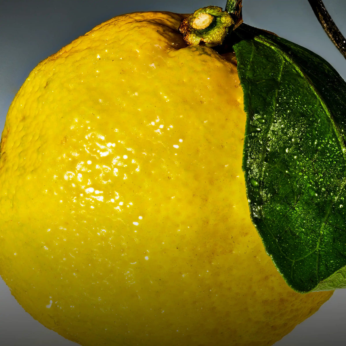 Macro lifestyle shot of a fresh yuzu citrus