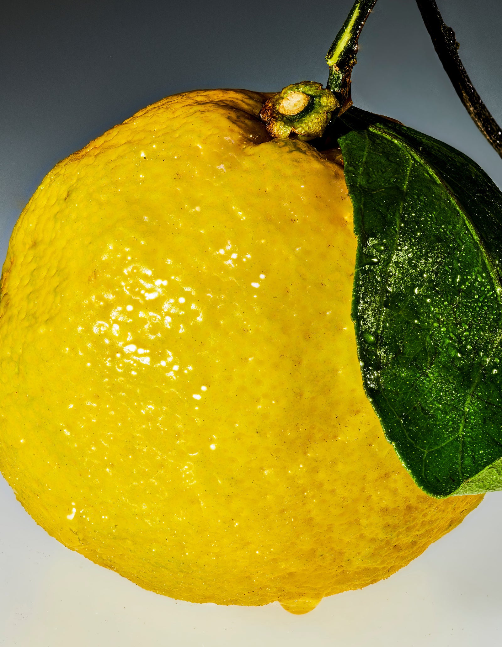 A close-up image of a yuzu fruit on a gradient background going dark grey to white. 