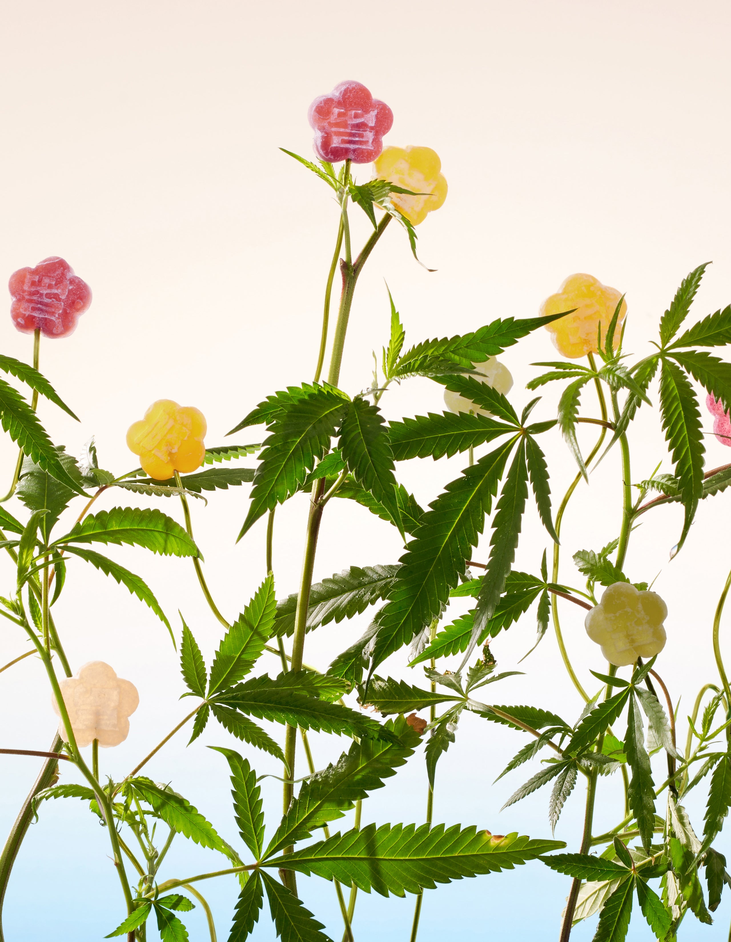 Sundae School mochi gummies placed on top of plants against a blue gradient background.
